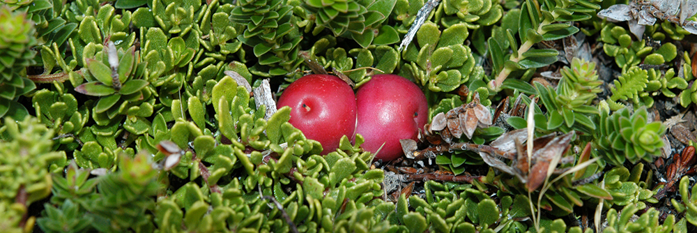 MOUNTAIN BERRY Gaultheria pumila 